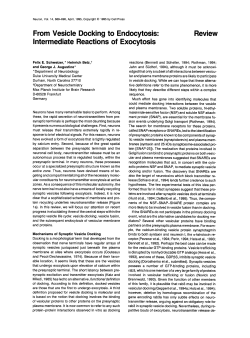 From Vesicle Docking to Endocytosis