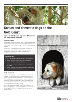 Koalas and domestic dogs on the Gold Coast