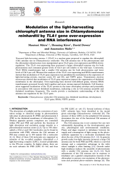 Modulation of the light-harvesting chlorophyll antenna size in