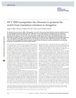 HCV IRES manipulates the ribosome to promote the switch from