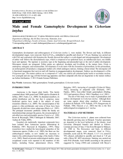 Male and Female Gametophyte Development in Cichorium intybus