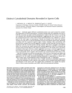 Distinct Cytoskeletal Domains Revealed in Sperm Cells