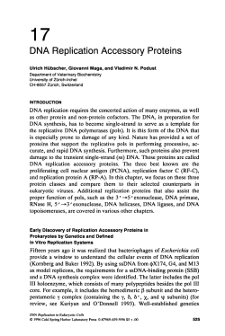DNA Replication Accessory Proteins