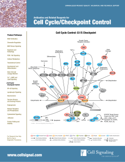 Cell Cycle/Checkpoint Control