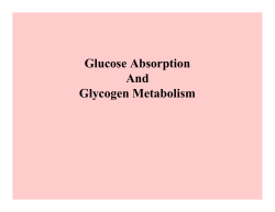 Glucose Absorption And Glycogen Metabolism