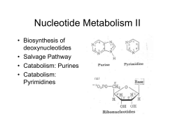 Nucleotide Metabolism II