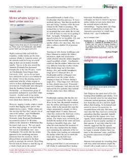 Minke whales lunge to feed under sea ice Cetaceans squeal with