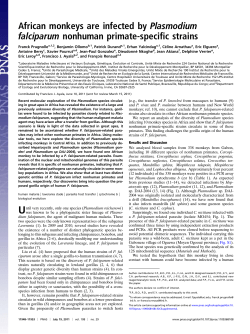 African monkeys are infected by P. falciparum nonhuman primate