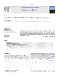 Presynaptic NMDA receptors: Are they dendritic receptors in disguise?