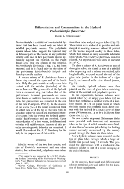 Differentiation and Commensalism in the Hydroid Proboscidactyla