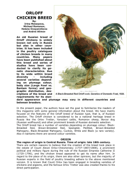 ORLOFF CHICKEN BREED
