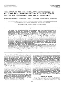 CELL SURFACE THY-l-CROSS-REACTIVE GLYCOPROTEIN IN