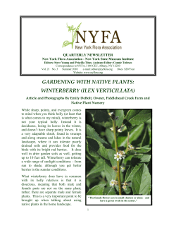 gardening with native plants: winterberry