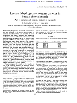 Lactate dehydrogenase isozyme patterns in human skeletal muscle