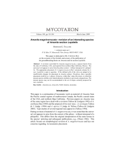 Amanita magniverrucata&mdash;revision of an interesting species of