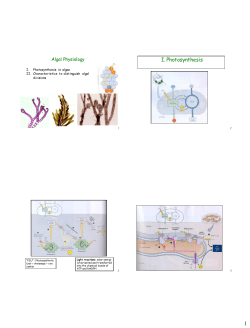 I. Photosynthesis