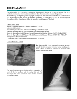 RADIOLOGY OF THE PHALANGES