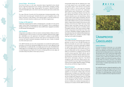 Unimproved Grasslands