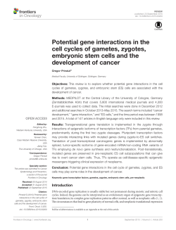 Potential gene interactions in the cell cycles of gametes, zygotes
