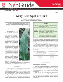 Gray Leaf Spot of Corn - University of Nebraska&ndash;Lincoln