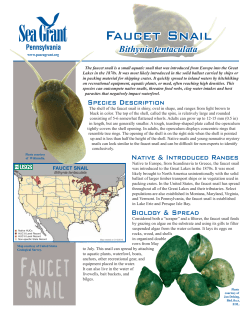 Faucet Snail - Pennsylvania Sea Grant