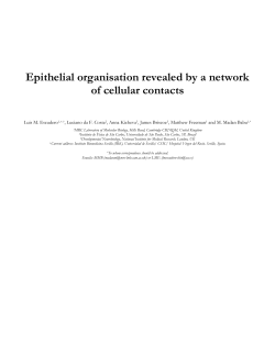 Epithelial organisation revealed by a network of cellular