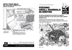 Feeding small mammals in winter
