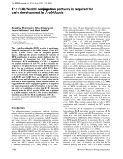 The RUB/Nedd8 conjugation pathway is required for early