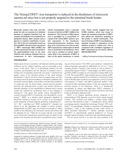 The Nramp2/DMT1 iron transporter is induced in the duodenum of