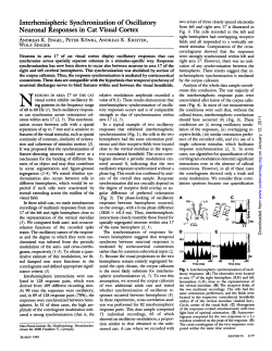 Interhemispheric synchronization of oscillatory neuronal