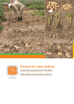 Protocol for tuber bulking maturity assessment of elite and advanced