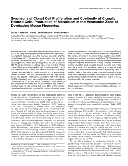 Synchrony of Clonal Cell Proliferation and Contiguity of Clonally