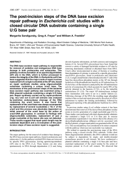 The post-incision steps of the DNA base excision