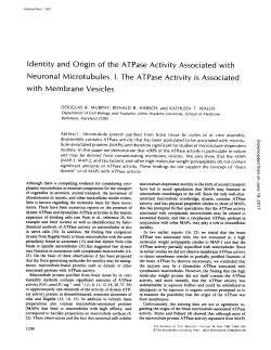 Identity and Origin of the Neuronal Microtubules. I. with Membrane