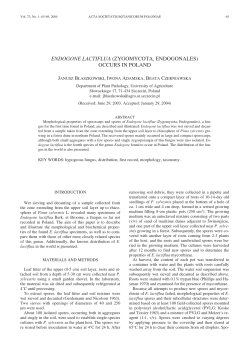 ENDOGONE LACTIFLUA (ZYGOMYCOTA, ENDOGONALES