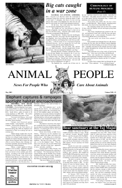 Big cats caught in a war zone
