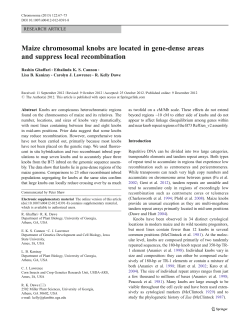 Maize chromosomal knobs are located in gene