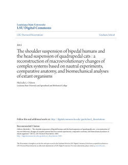The shoulder suspension of bipedal humans and the head