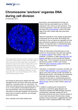 Chromosome `anchors` organize DNA during cell division