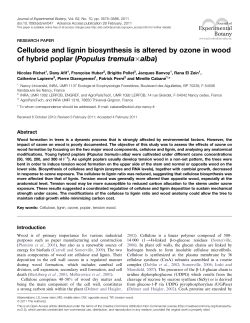 Cellulose and lignin biosynthesis is altered by ozone in wood of