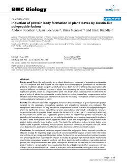 Induction of protein body formation in plant leaves by elastin