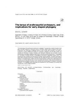 The tarsus of erythrosuid archosaurs, and implications for