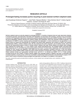 Prolonged fasting increases purine recycling in post
