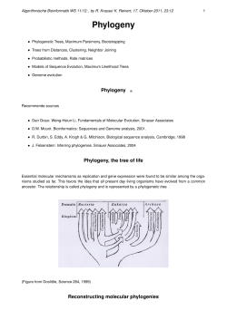 Phylogeny