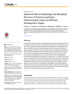 Epidermal Micromorphology and Mesophyll Structure of Populus