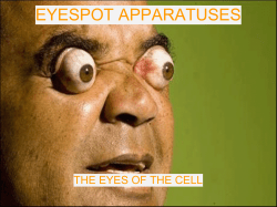 EYESPOT APPARATUSES