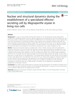 Nuclear and structural dynamics during the