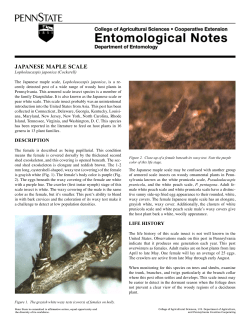 japanese maple scale - Department of Entomology