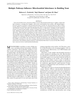 Multiple Pathways Influence Mitochondrial Inheritance in
