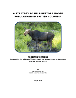 a strategy to help restore moose populations in british columbia